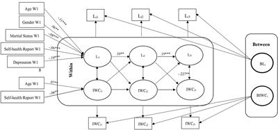 Unraveling the dynamics of loneliness and cognition in late life: a cross-lagged panel model